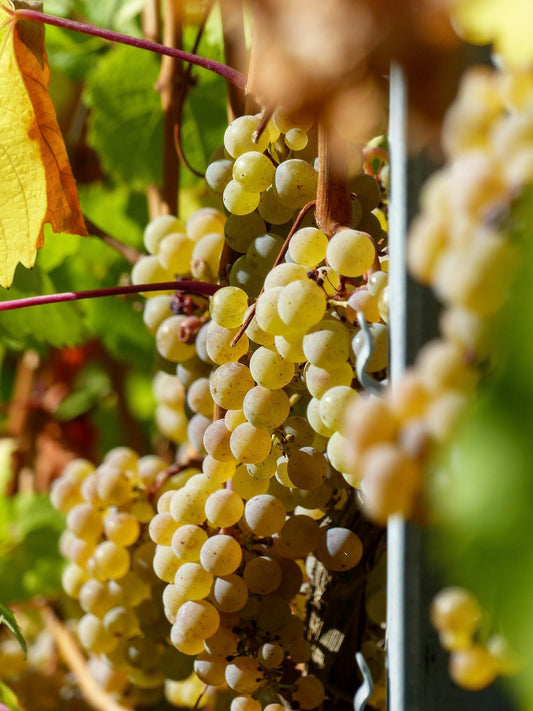 Five Reasons You Should Be Drinking New Zealand Riesling